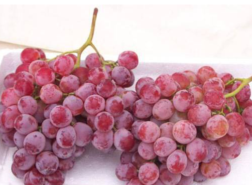 我们推荐新鲜水果采摘_其他核果类水果相关-四川省忆鲜甜农业科技有限公司