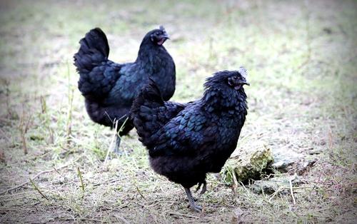 优质五黑鸡苗养殖户_蛋鸡相关-万源市百里坡旧院黑鸡养殖专业合作社