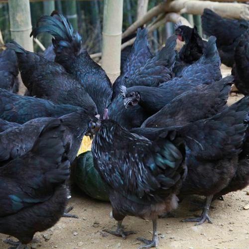 四川黑鸡苗_重庆动物种苗价格-万源市百里坡旧院黑鸡养殖专业合作社