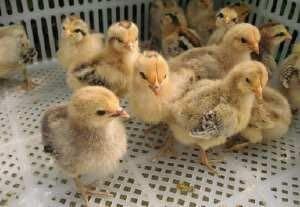 达州绿壳蛋鸡怎么联系_绿壳蛋鸡苗鸡相关-万源市百里坡旧院黑鸡养殖专业合作社