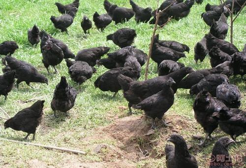 四川黑鸡养殖基地-万源市百里坡旧院黑鸡养殖专业合作社