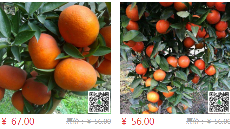 柑橘苗明日见苗供应_明日见苗供应相关-重庆市潼南区鸿发园林有限公司
