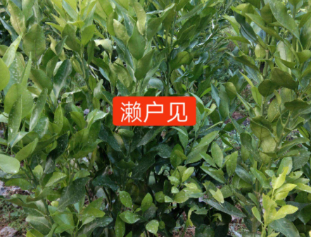 重庆脐橙苗出售_脐橙苗批发价格_重庆市潼南区鸿发园林有限公司