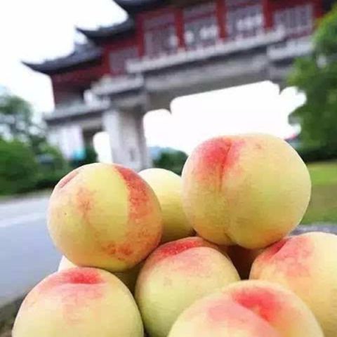 柑橘苗明日见苗供应_种苗相关-重庆市潼南区鸿发园林有限公司