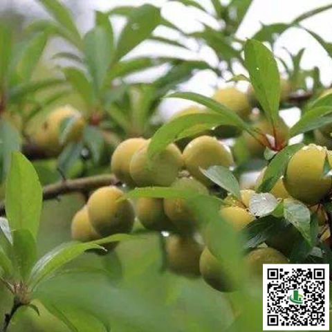 蜂蜜李苗哪里有卖_蜂蜜李苗供应商相关-重庆市潼南区鸿发园林有限公司