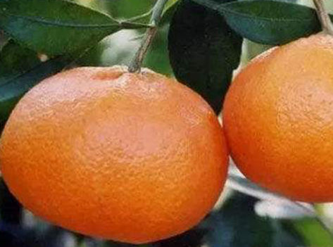 柑橘苗明日见苗供应_种苗相关-重庆市潼南区鸿发园林有限公司