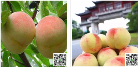 柑橘苗价格-重庆市潼南区鸿发园林有限公司