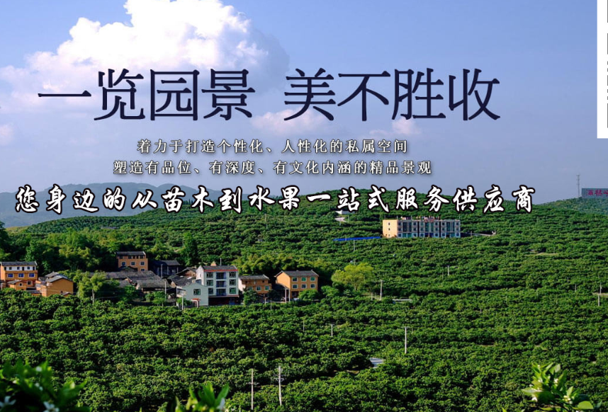 明日见苗批发电话_优质-重庆市潼南区鸿发园林有限公司