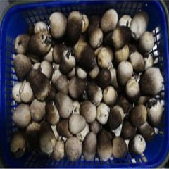 重庆草菇代理_鲜草菇-重庆市人间美味贸易有限公司