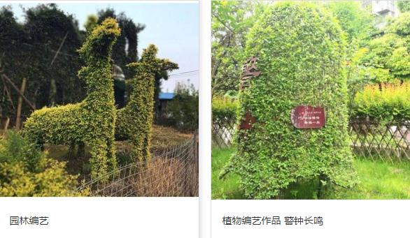 家庭园林花卉_常见招商加盟-重庆恩希园林景观工程有限公司