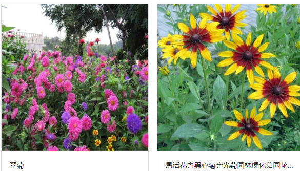 景观园林花卉加盟网_花卉装饰相关-重庆恩希园林景观工程有限公司