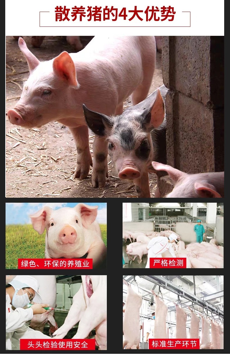 品牌生态猪肋排_厂家直销猪肉-北京峰儿教育科技有限公司