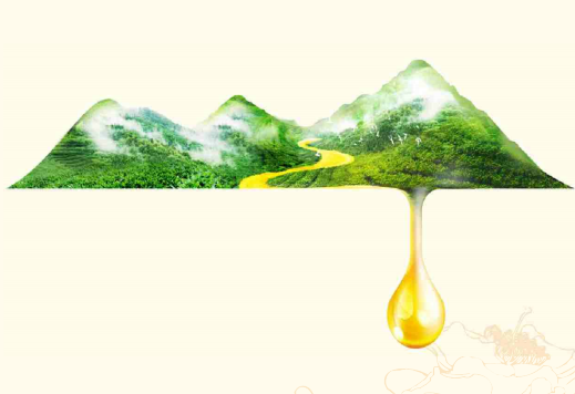 有机山茶油作用_山茶油多少钱相关-四川创森康养服务有限公司