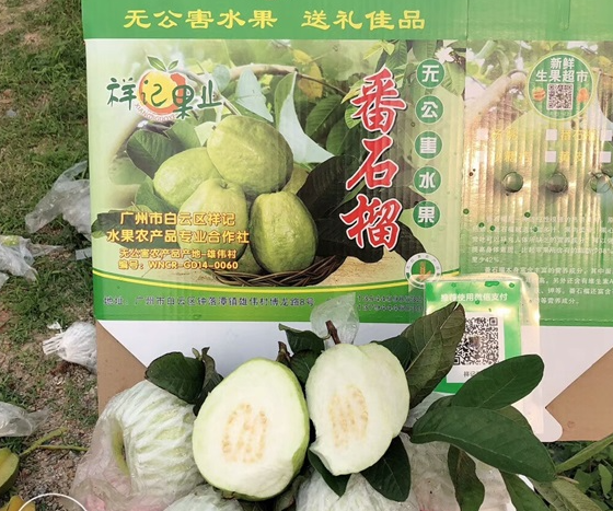 高品质青柠檬直供_高品质直供-广州市白云区祥记水果农产品专业合作社