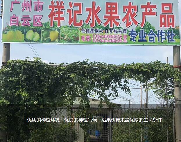 芭乐番石榴采摘园在哪里_广州农业电话-广州市白云区祥记水果农产品专业合作社