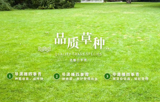 重庆野花组合种子出售_重庆-成都四季青商贸有限公司