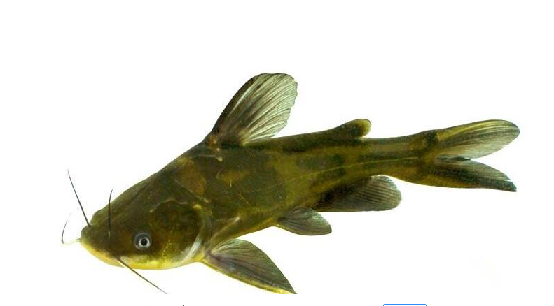 我们推荐黄颡鱼鱼苗_养殖黄颡鱼基地相关-孝感水云轩特种水产养殖生态种植专业合作社