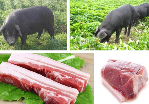 大凉山生态土猪哪里买的好_四川猪肉价位-四川余东进出口贸易有限公司