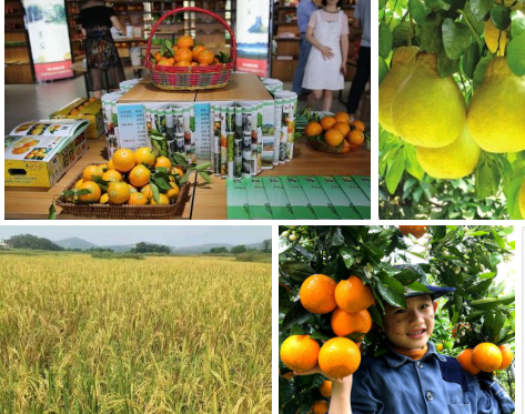 永州农产品市场价_永州农产品报价相关-宁远新百家商贸有限公司
