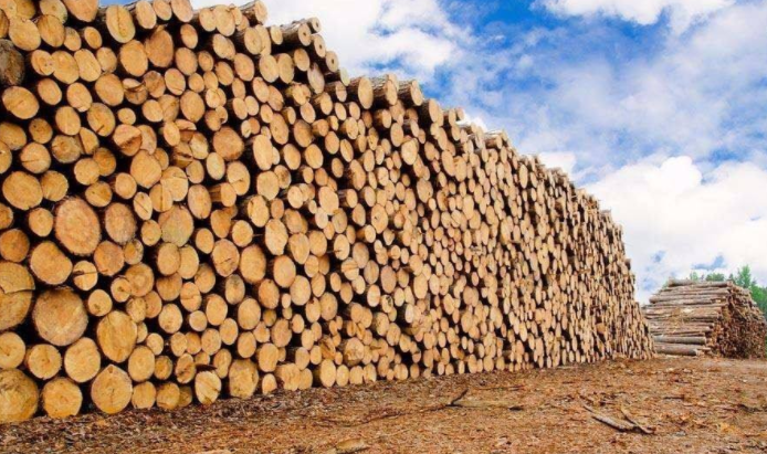 木材密度_山南木材哪家好_西藏富英商贸有限公司