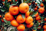 绿色柑橘联系方式_绿色库存农产品-四川创森康养服务有限公司