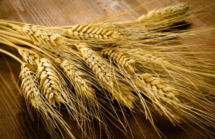 畅销小麦多少钱  高原小麦