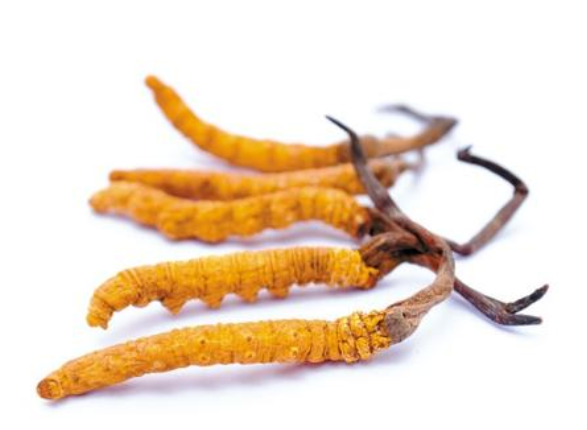 冬虫夏草食用方法_拉萨农产品代理-西藏高峰生态科技有限责任公司