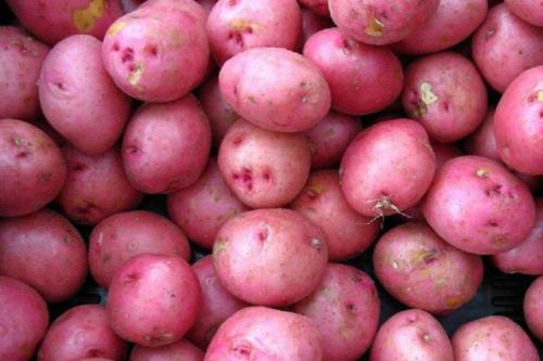红土豆批发_拉萨农产品代理加工-西藏高峰生态科技有限责任公司