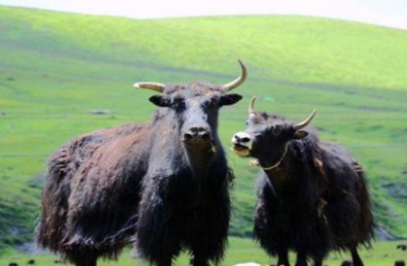 昌都牦牛养殖_西藏牦牛养殖_拉萨扬天环保咨询有限公司