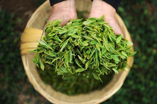 早春永川秀芽是什么茶 图片绿茶