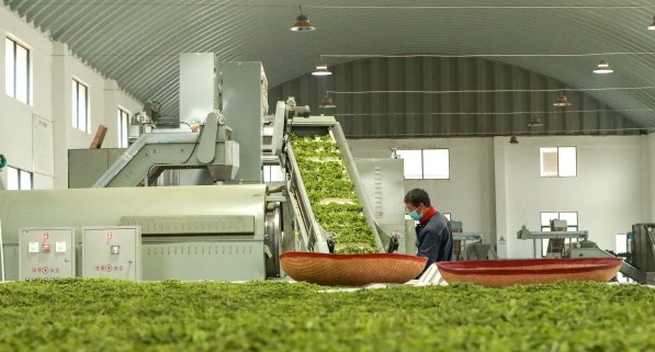 中国茶叶加工机械_茶叶与加工相关-长沙县白石源茶叶有限公司