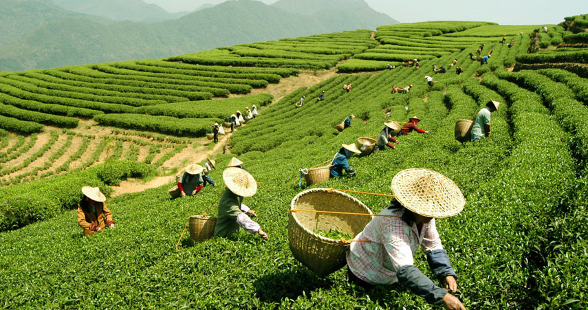 唯汉茶园茶叶种植_长沙绿茶-长沙县白石源茶叶有限公司