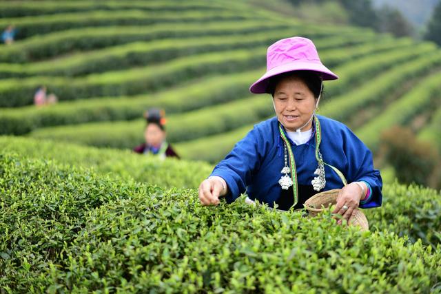 唯汉茶叶种植招商加盟_茶叶树种植相关-长沙县白石源茶叶有限公司