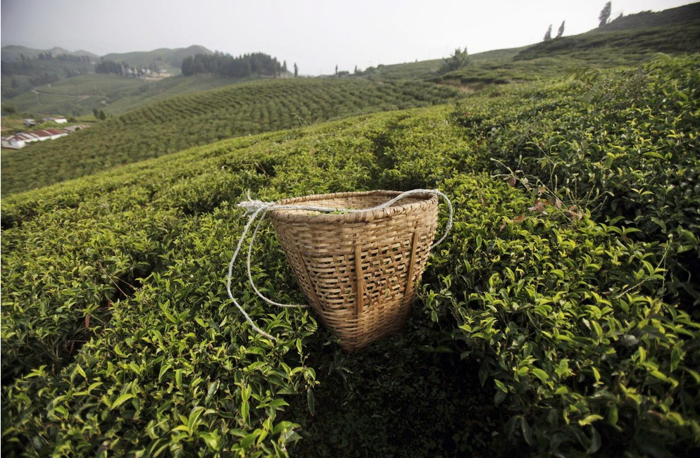 长沙绿茶平台_长沙绿茶平台加盟费_长沙县白石源茶叶有限公司
