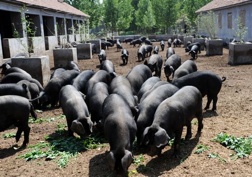 特色黑猪养殖公司_西安黑猪养殖加盟_陕西秦爷黑猪肉类产业有限公司